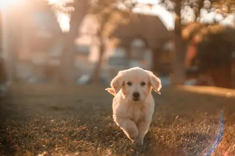 Çimende koşan yavru köpek